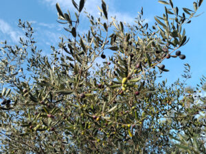 Taggiasca oliventre; Negi, Liguria